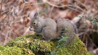 富士のニホンリス　その２（4K60P動画）