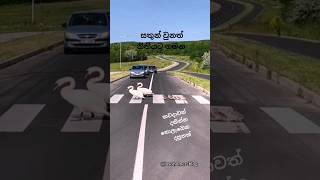 හංසයො නතියට ගමන😱 |The swans move to the law |Swans 🦢🦢|Sc travel |#Shorts