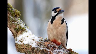 Didysis margasis genys / Great Spotted Woodpecker / Большой пёстрый дятел