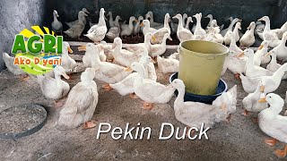 “PEKIN DUCK” Ep.36 AGRI Ako D’yan