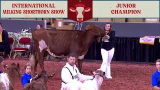 917 JR CHAMPION - MILKING SHORTHORN