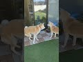 遊びに誘うも断られ最後にイチャモンつける秋田犬つくも