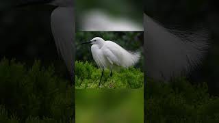 風に吹かれるレースのようなコサギの飾り羽 #コサギ　#婚姻色　#egret