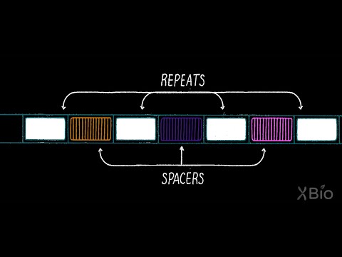 How CRISPR works as a bacterial immune system