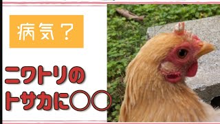 【チャボ】トサカにアレが…【病気？】Something wrong with her comb.😭