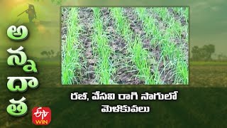 రబీ, వేసవి రాగి సాగులో మెళకువలు | Rabi, summer finger millet cultivation | ETV