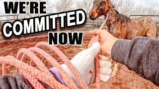 ROPING A YEARLING TO HALTER HIM FOR THE FIRST TIME | KENNEY DAY 2