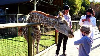 Giraffe Feeding