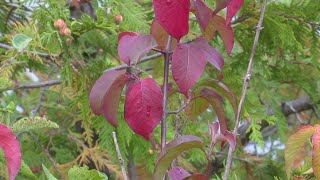 Raking it in: How Door County's fall foliage attracts tourists