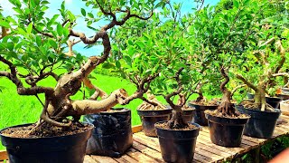 REVIEW HARGA BERBAGAI BAHAN BONSAI TEPI SAWAH UNTUK PEMULA