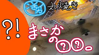 活イカ持ち帰るとまさかの○○?!丸焼き!!刺身!!沖漬け!!全部生きたまま料理。