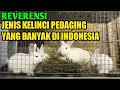 Jenis jenis kelinci pedaging yang ada di indonesia