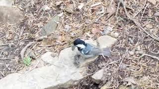 ヒガラの食事　Periparus ater insularis's meal