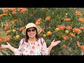 Ali’i Kula Garden and  Lavender  Farm Full Tour /  Maui Hawaii 🌺 🇺🇸