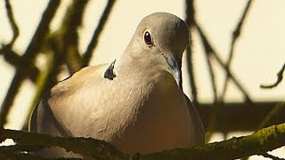 Hrdlička zahradní - The Eurasian Collared Dove (Streptopelia decaocto) - Zpěv/Song