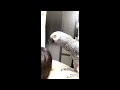 ヨウム 福ちゃん 飼い主の髪を整える