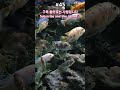 1분 물멍 underwater asmr