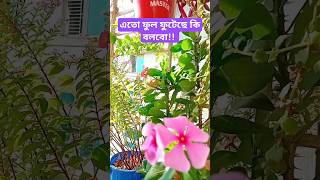 এতো ফুল ফুটেছে কি বলবো!! #flowers #garden #balcony #satisfying