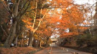 京都山科　毘沙門堂門跡勅使坂の紅葉　２０１３年１２月１日