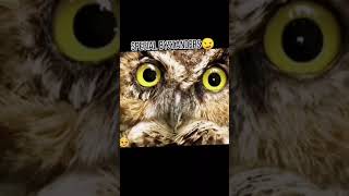 Comparable to Christmas atmosphere😂#funny #haha #foryou #😂 #animal #amazing