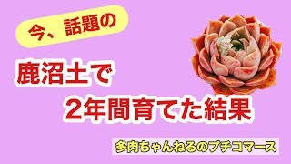 今話題の、鹿沼土で2年間育てた結果が可愛いかった！