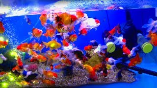 CRAZY GOLDFISH FOR MY PLANTED AQUARIUM! THE NEW O’RANCHU CREW ||  MD FISH TANKS