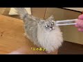 【猫品種 ラガマフィン】留守中にスライディングする猫