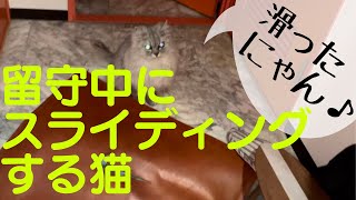 【猫品種 ラガマフィン】留守中にスライディングする猫