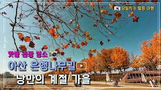 낭만의 거리 아산 은행나무길 | 마지막 늦가을 즐기는 시민 사진 찍기 좋은 명소 | 당일치기 힐링 여행