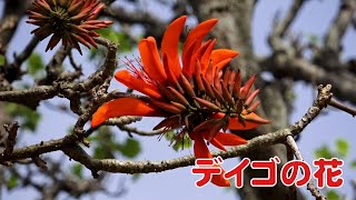 【沖縄の花】デイゴの花（2023年4月18日撮影）