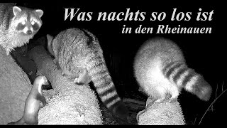 Neugierige Waschbären und eine sensationelle Überraschung: Eine Wildkatze in den Rheinauen!