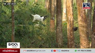 പുലി ഇപ്പോൾ കുറുക്കനെ തിന്നു. മനുഷ്യനെ ആക്രമിച്ചാൽ കഥ മാറുമെന്ന് നാട്ടുകാരുടെ മുന്നറിയിപ്പ്