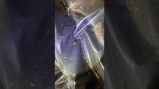 How Bugs Survive Winter