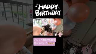 【猫動画】お誕生日おめでとう猫8歳誕生日！ #Shorts