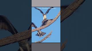 Female osprey bumps into her mate as she attempts to land next to him #wildlife #osprey