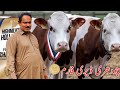 Chodhary Dairy Farm | imported Cows And HF Cows | Jani Best