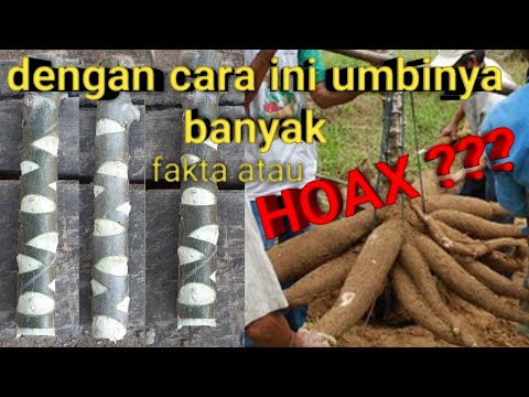 Penemuan Terbaru Cara Tanam Singkong Agar Berbuah Berisi Banyak - YouTube