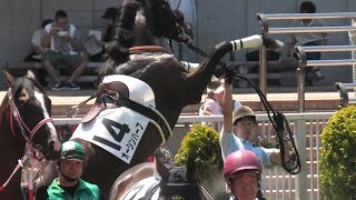 2歳新馬オーシンハーフ、仁王立ちとピョコピョコジャンプ‼️