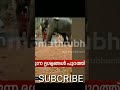 കൊല്ലം കേരളപുരത്ത് പാപ്പാന്മാരെ ആക്രമിച്ച് ആന elephant attack shorts attack trending