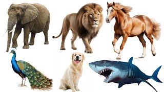 Domestic Animals | Wild Animals | Water Animals | Birds Name