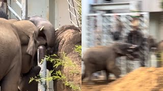 食事時、ママの圧力を俊敏さで切り抜けるアルン🐘💨😁　11月26日　上野動物園　アジアゾウ