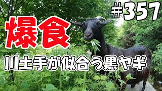 【爆食】ヤギ除草！川土手が似合う黒ヤギ！！雑草爆食  ＃３５７　おとぼけ山羊達に癒されて