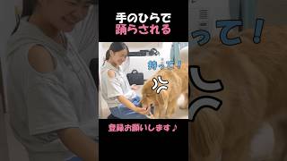 愛犬の純粋な心を手のひらで転がし続ける理不尽な姉#goldenretriever #dog #箱入りクッキーはゴールデンレトリバー