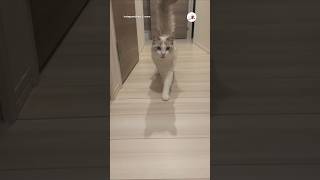 帰宅時の猫さんのリアクションが…！｜PECO #ラグドール #猫 #猫動画 #猫のいる暮らし #ragdoll #cat #catlover #catlife