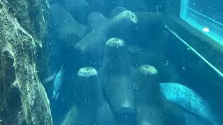 ゴマフアザラシ　冬の旭山動物園 / Spotted Seal in Asahiyama Zoo.