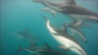 Skin-diving with a superpod of Dolphins