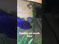 feeding war mouth bass fish fishing fisheating fishtanktour petfish pets