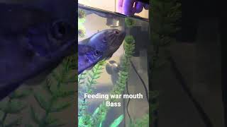 Feeding war mouth Bass #fish #fishing #fisheating #fishtanktour #petfish #pets