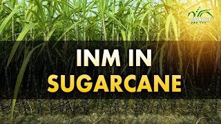 Integrated Nutrient Management in Sugarcane (English)