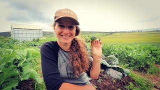 July Garden | Broccoli and Cauliflower Harvest, sort of... | Forest Garden